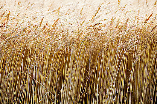 成熟,小麦,桑德贝,安大略省,加拿大