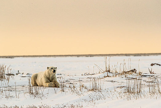 北极熊,幼兽,雄性,休息,黄昏,阳光,西部,哈得逊湾,丘吉尔市,曼尼托巴,加拿大,北美