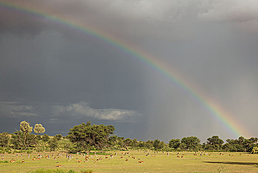 跳羚,大,牧群,放牧,河床,树,刺槐,下雨,季节,绿色,环境,彩虹,雨,卡拉哈里沙漠,卡拉哈迪大羚羊国家公园,南非,非洲