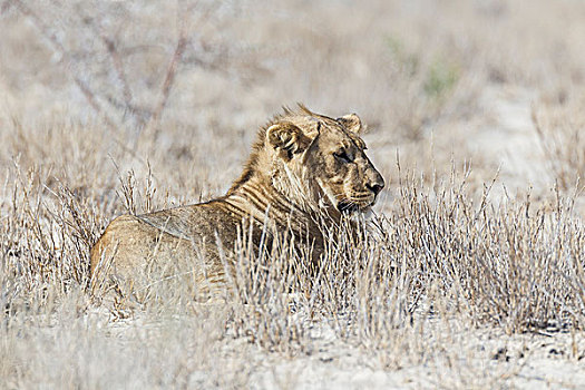 狮子,雄性,埃托沙国家公园,纳米比亚,非洲