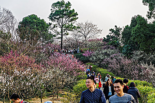 南京梅花山梅花节