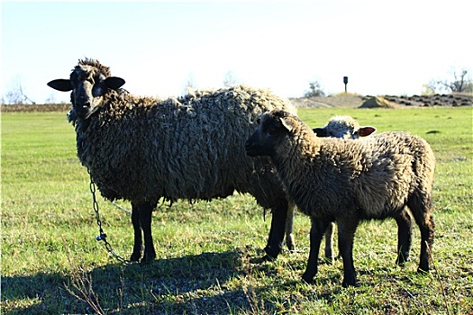 绵羊,放牧,草地