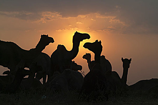 剪影,骆驼,荒芜,日出,普什卡,拉贾斯坦邦,印度