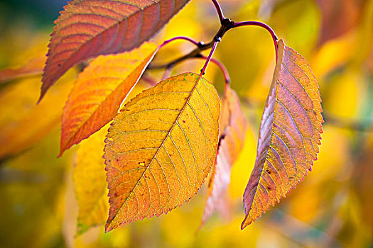 秋天,照片,背景,微距,彩色,叶子