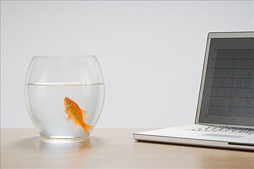 金鱼,笔记本电脑
