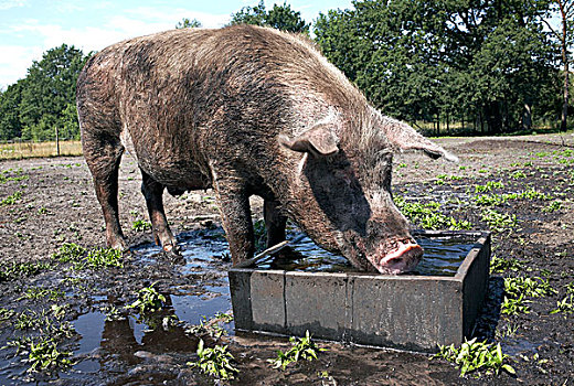 猪,饮用水