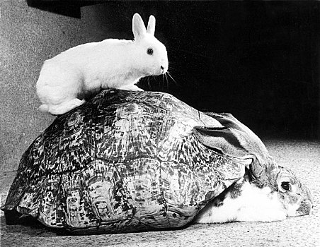 兔子,玩,龟,壳,英格兰,英国