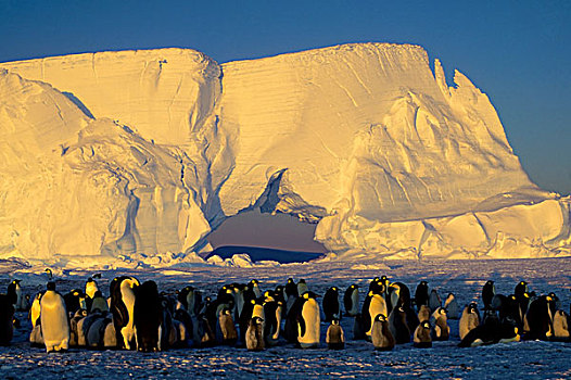 南极,帝企鹅,生物群,冰山,拱形,子夜太阳
