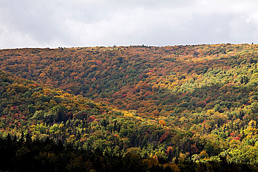 上方,秋天,树,布雷顿角,新斯科舍省,加拿大,高度,变化