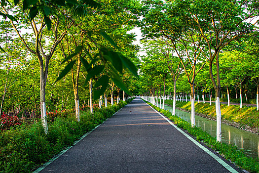 中国安徽合肥牛角大圩生态园道路树木