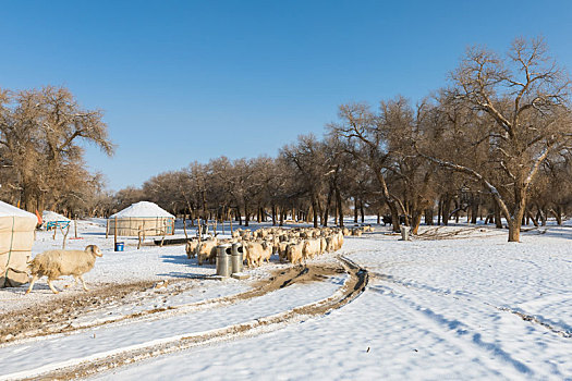 胡杨林,冬季,雪景