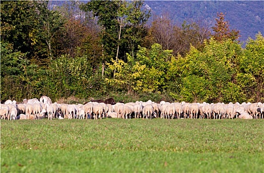 牧群,绵羊,吃,草