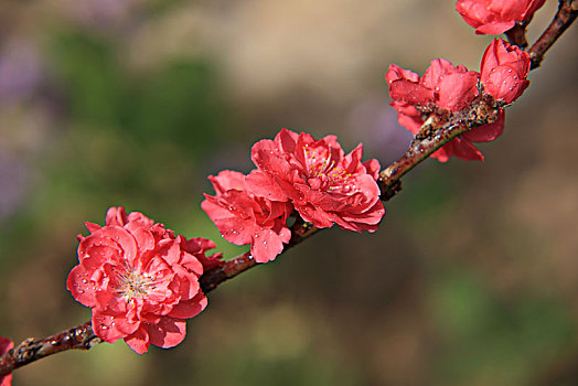 碧桃,千叶桃花,桃花