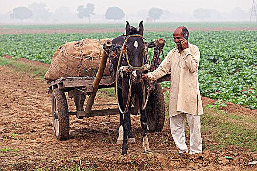 印度,北方邦,农民,马车,土地,打手机