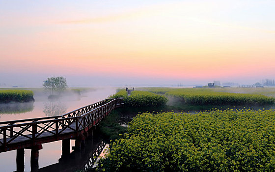 中国兴化市清晨的水上油菜花