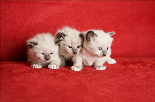 三个,小,小猫