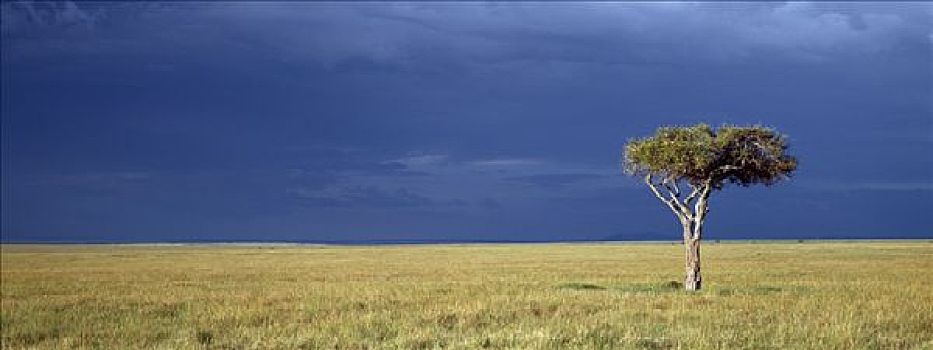金色,马赛马拉,圆点,树,北方,浩大,塞伦盖蒂国家公园,坦桑尼亚,主人,几个,相互,壮观,迁徙,向上,一个,一半,角马