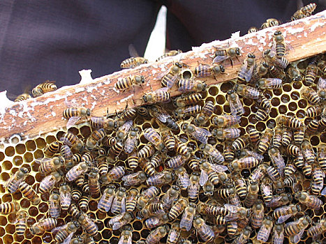三明市虎头山蜜蜂