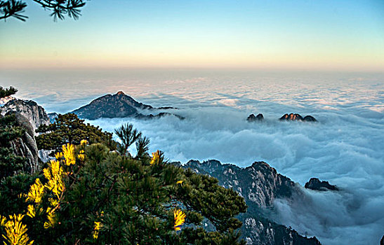 黄山云海,地质公园,岩石,迎客松,云海