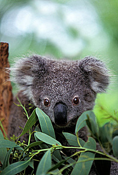 树袋熊,头像,幼兽,澳大利亚