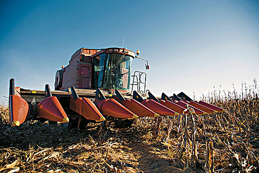 农业,玉米,收割
