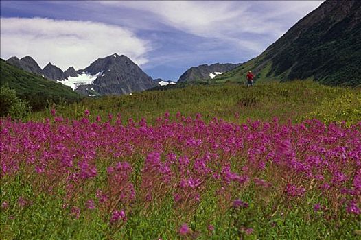 游人,楚加,冰河,夏天