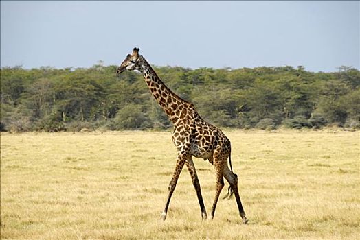 长颈鹿,走,大草原,国家公园,坦桑尼亚
