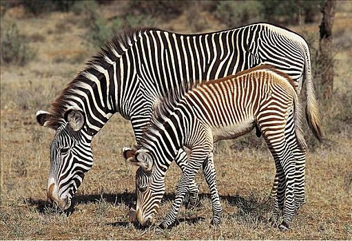 斑马,马,雌性,小马,放牧,哺乳动物,萨布鲁国家公园,肯尼亚,非洲,动物