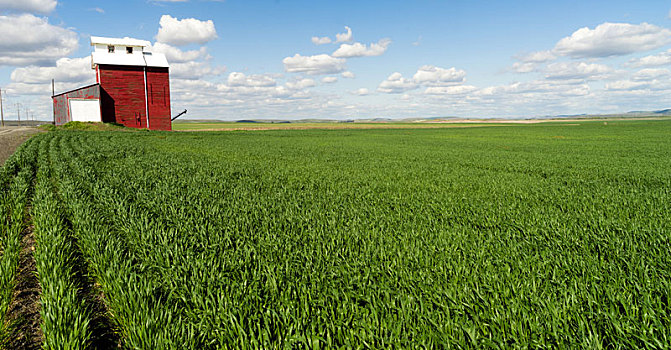 红色,谷仓,蓝天,农业,绿色,作物,地点