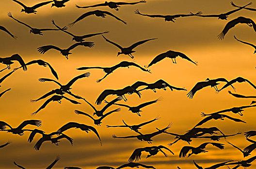 沙丘鹤,成群,飞,博斯克德尔阿帕奇,新墨西哥