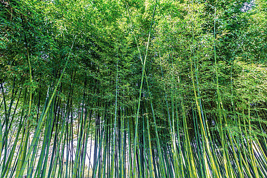 翠绿色的竹林美景