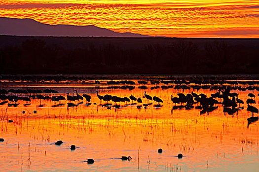水禽,栖息,日出,博斯克德尔阿帕奇,新墨西哥