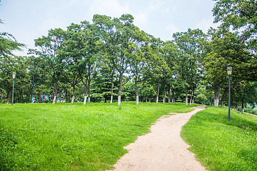 夏季公园中的草地和树木