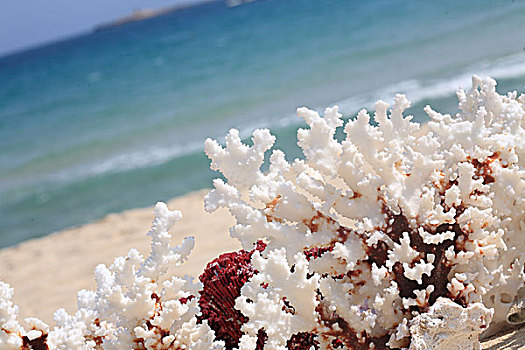 特写,珊瑚,海滩