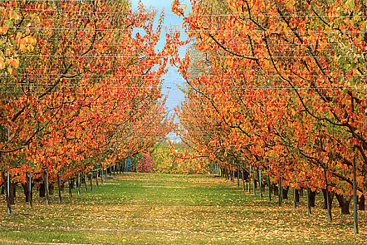 秋日的苹果园