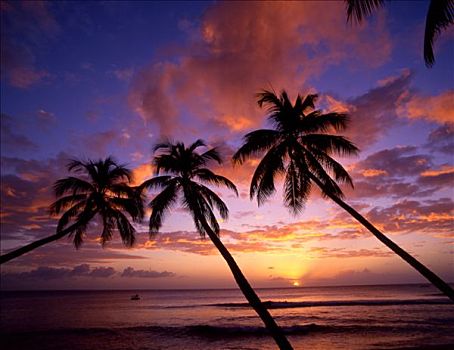 西印度群岛,巴巴多斯,海滩,棕榈树,日落