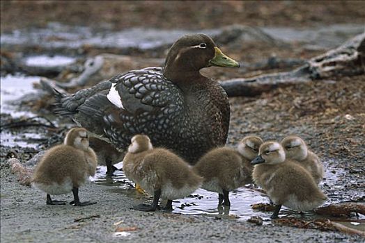 福克兰群岛,母亲,小鸭子,海狮,岛屿