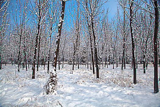 中国冬季白色的雪覆盖着的树林