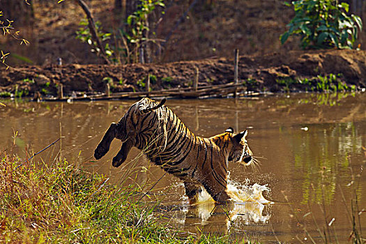 皇家,孟加拉虎,跳跃,丛林,水塘,虎,自然保护区,印度