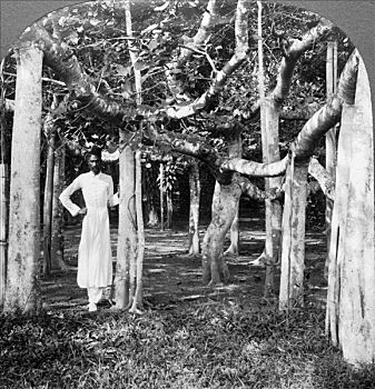 根部,菩提树,加尔各答,印度,20世纪,滑动,特写