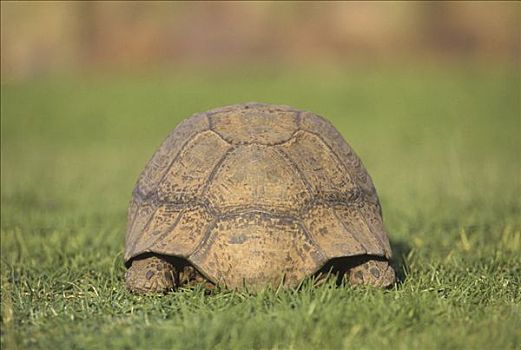 豹纹龟,后面,国家公园,南非