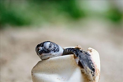 绿海龟,孵化动物