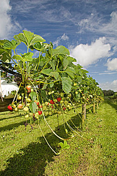 草莓,水果,挑选,农场,西部,斯塔福德,多西特,英格兰,英国,欧洲