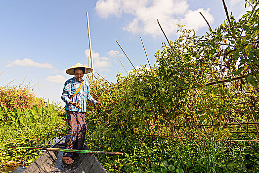 漂浮,花园,茵莱湖,船,女人,收获,西红柿,掸邦,缅甸