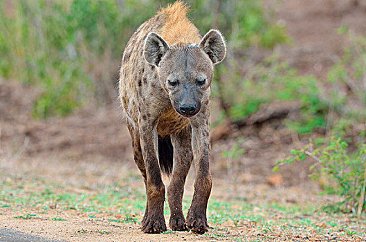 斑鬣狗,笑,鬣狗,成年,走,边缘,道路,克鲁格国家公园,南非,非洲