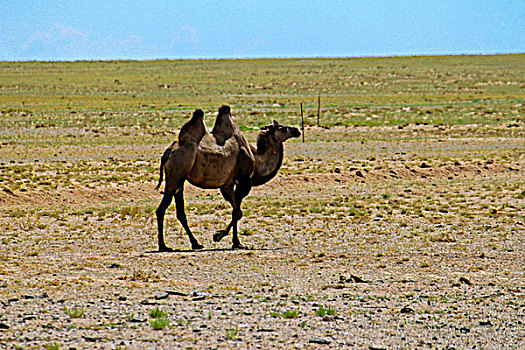 草原上的双峰骆驼