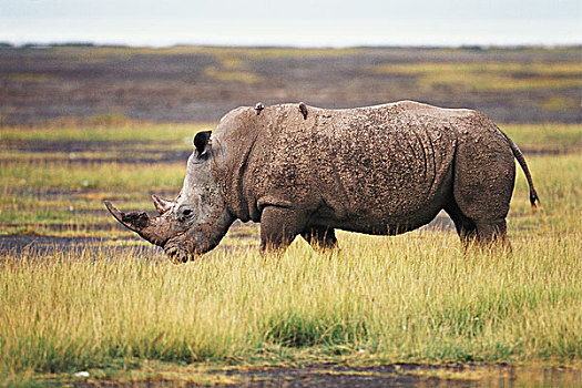 肯尼亚,纳库鲁湖国家公园,白犀牛,大幅,尺寸