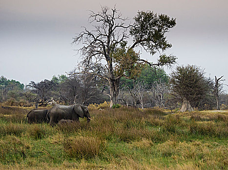 非洲,灌木,大象,非洲象,莫瑞米,国家公园,奥卡万戈三角洲,博茨瓦纳