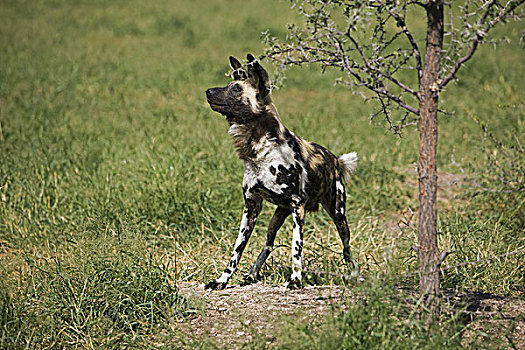 非洲野狗,非洲野犬属,纳米比亚