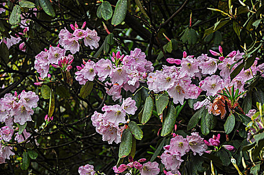 高山杜鹃花